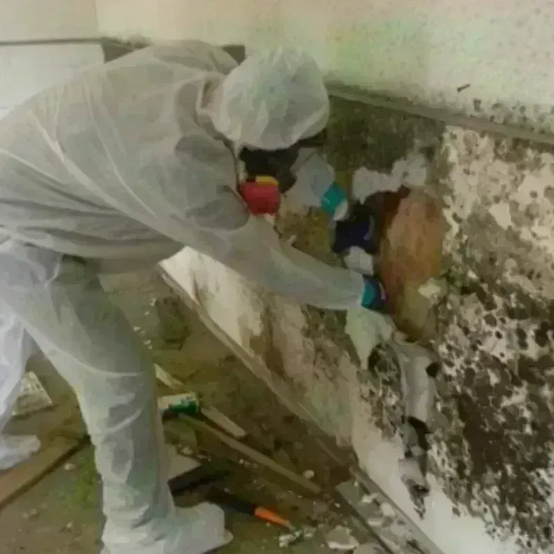 Mold Remediation and Removal in Grand Mound, WA